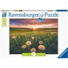 Rvensburger 16990 - Puzzle 500 Pezzi - Denti di Leone al Tramonto